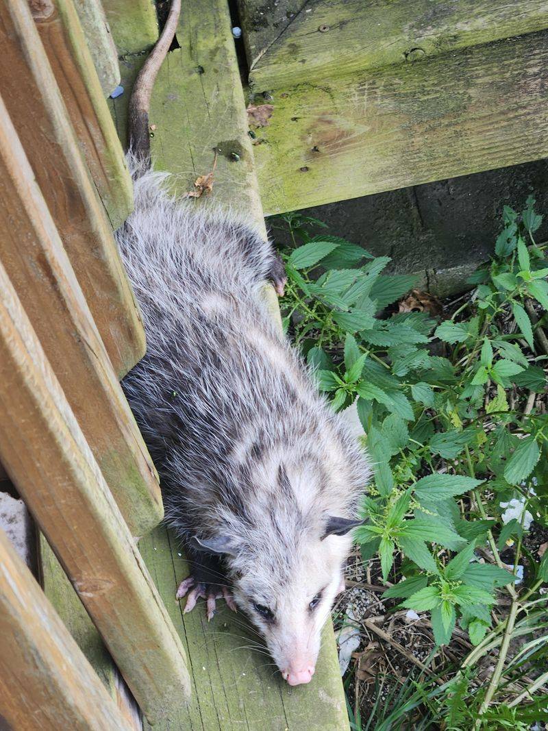 Free Fertilizer Distribution Across Your Lawn