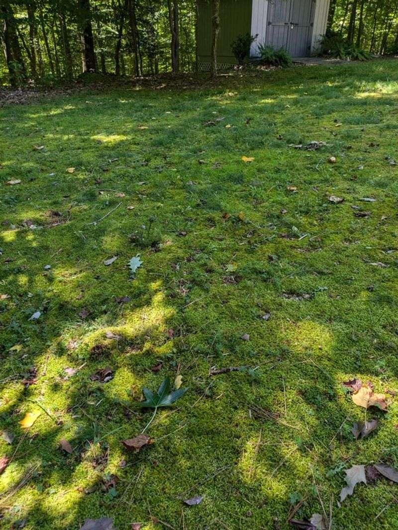 Moss Stays Green All Winter Long