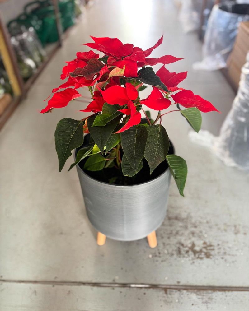 Soil Surface Shows Dark, Moist Color