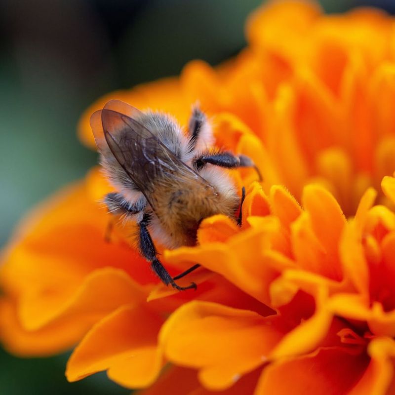 Lack Of Year-Round Bloom Succession