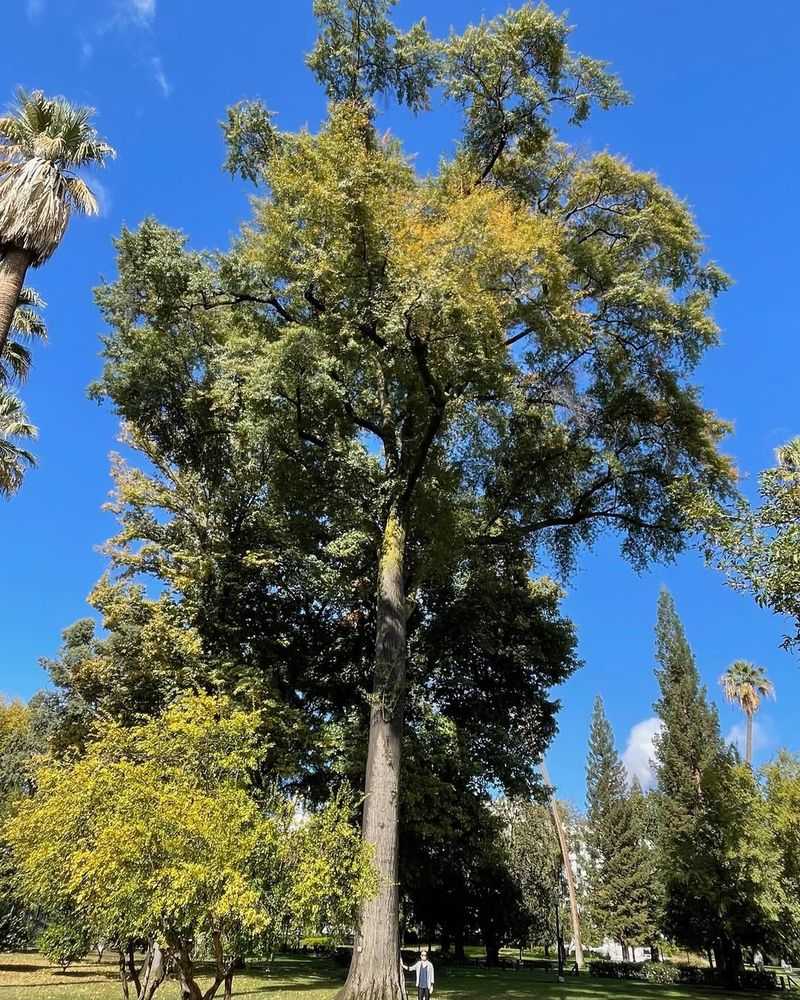 Large Ornamental Trees