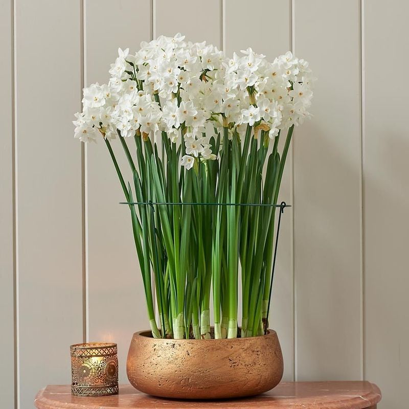 Paperwhite Narcissus