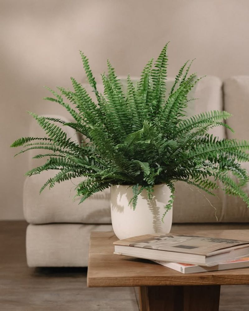 Boston Fern