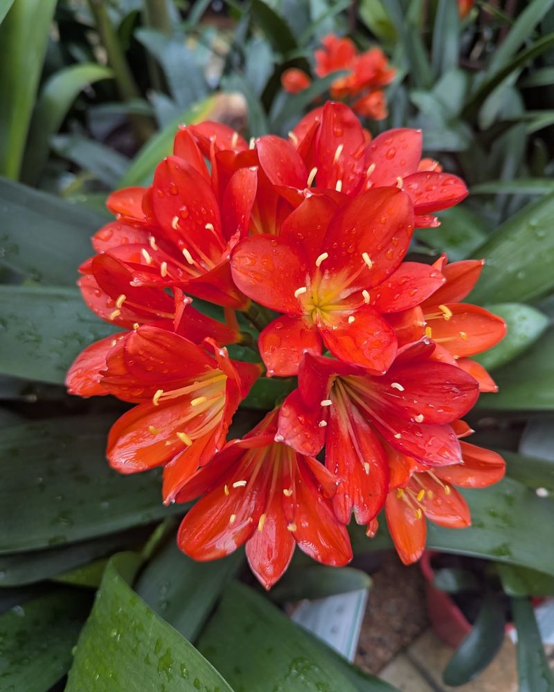 Clivia