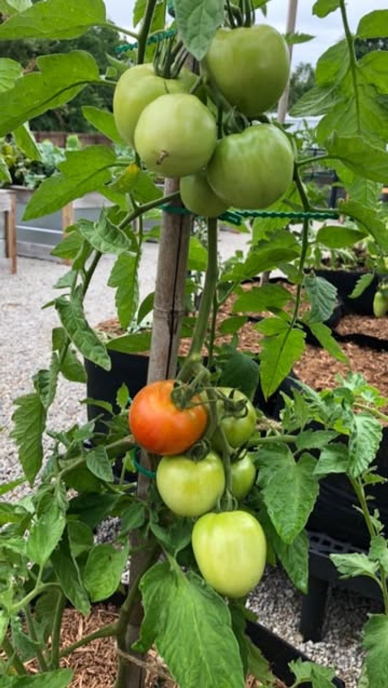 Tomato Plants