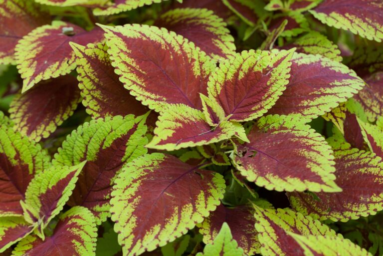 coleus (featured image)