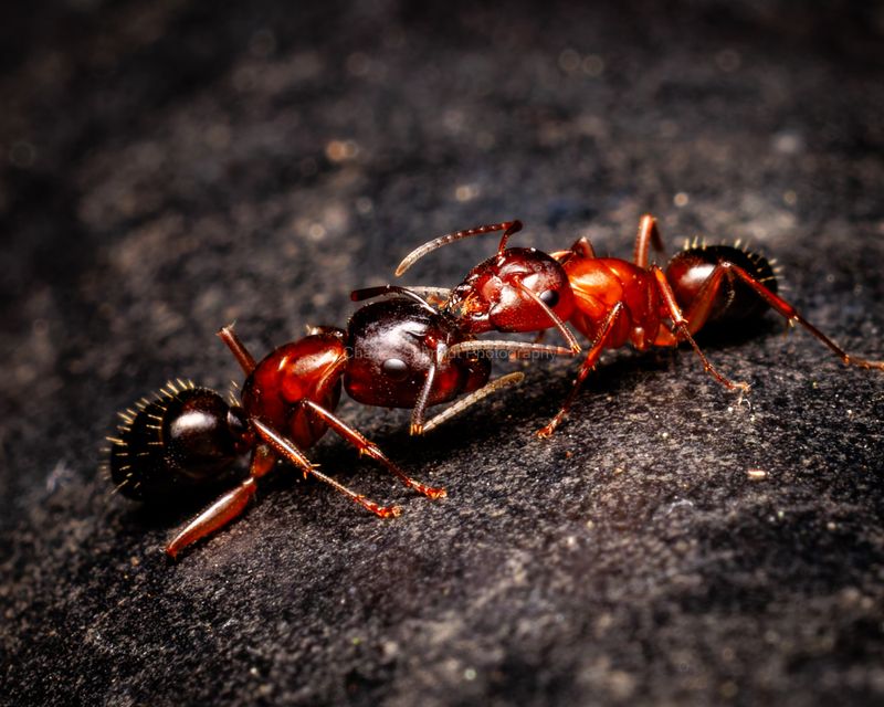 Fire Ants Are More Cold-Tolerant Than We Thought