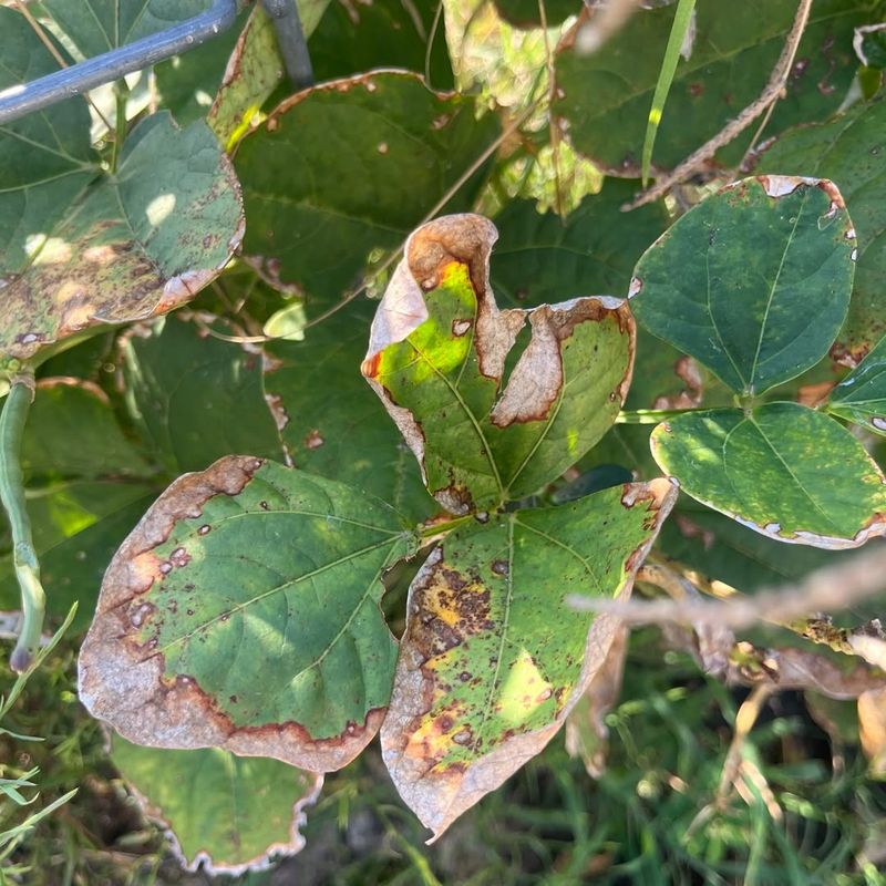 Remove Diseased And Dead Wood First