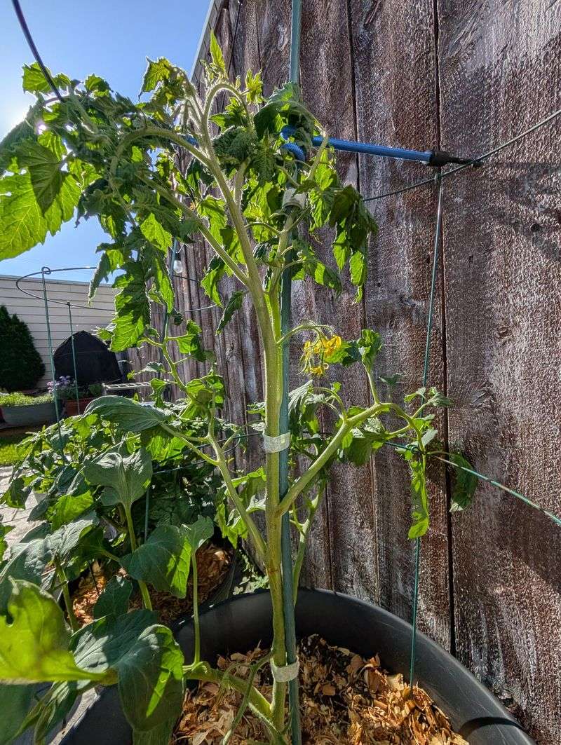Windy, Exposed Hilltops