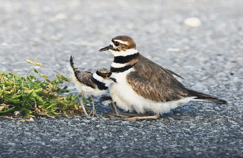 Killdeer