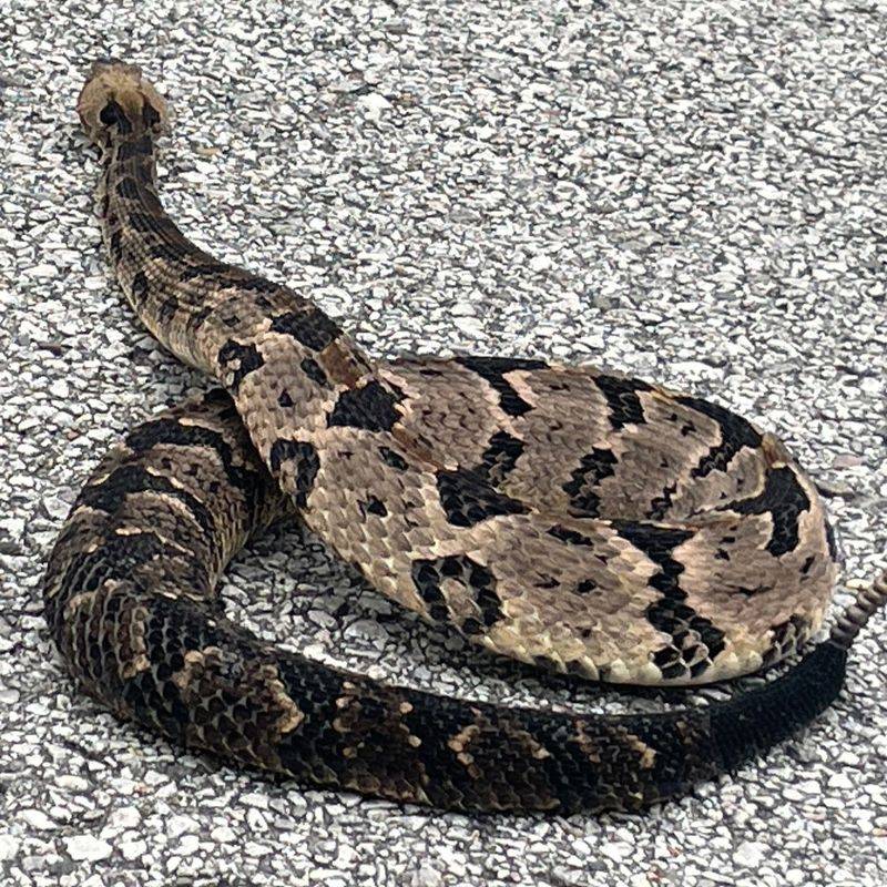 Timber Rattlesnake
