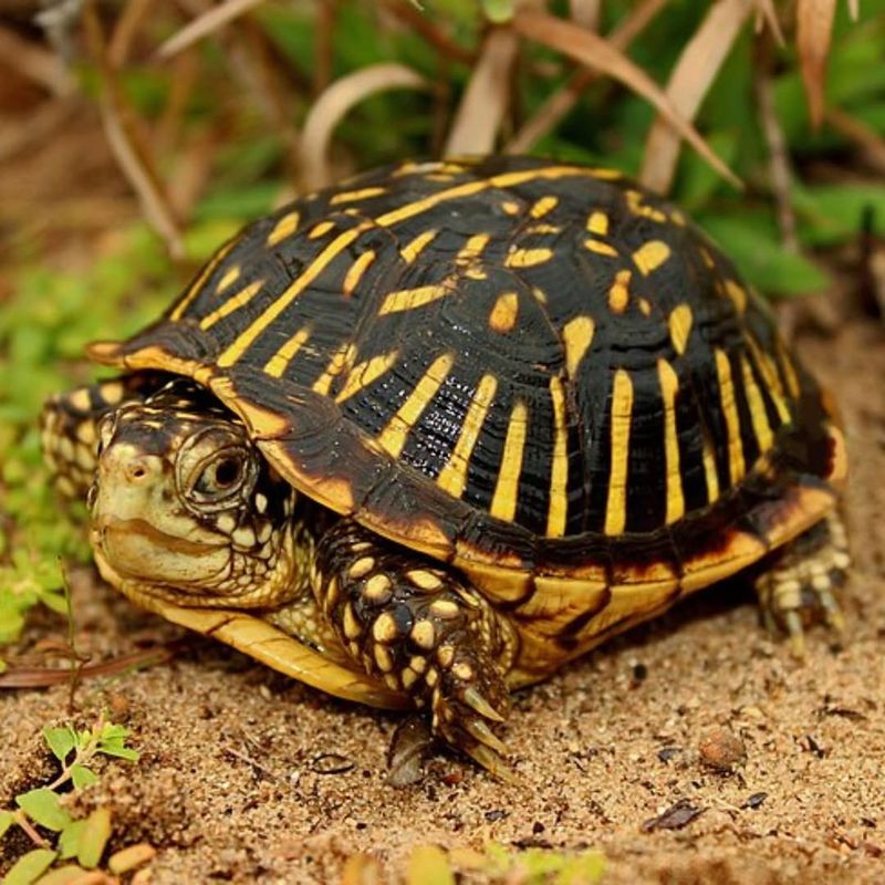 Ornate Box Turtle