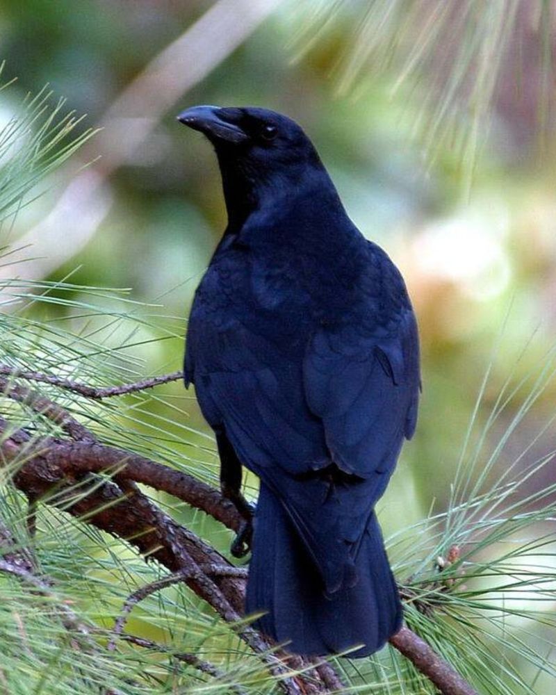 American Crow