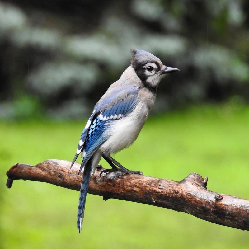Blue Jay