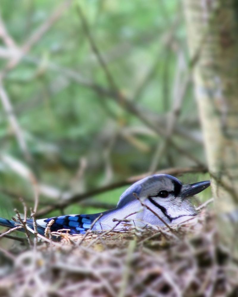 Blue Jay (Cyanocitta cristata)