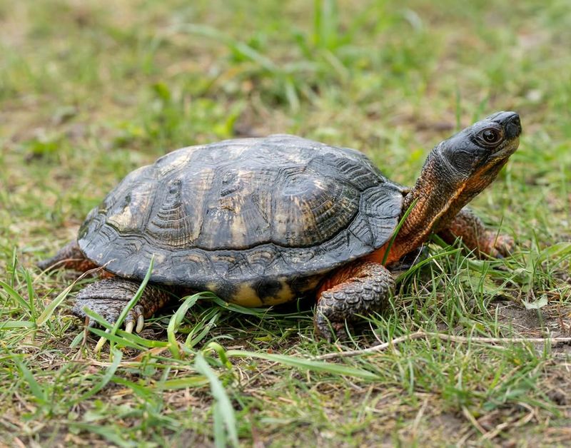 Wood Turtle