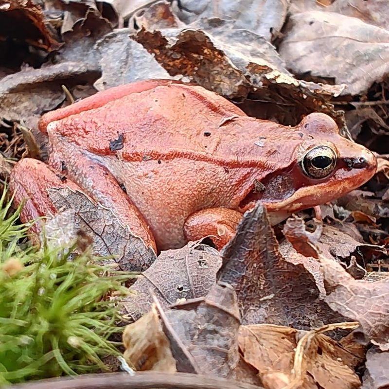Wood Frogs