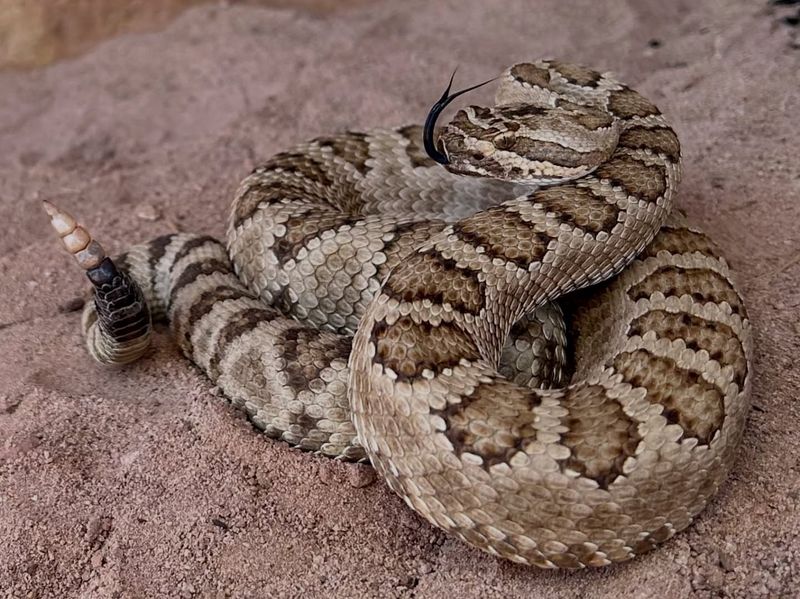 Great Basin Rattlesnake