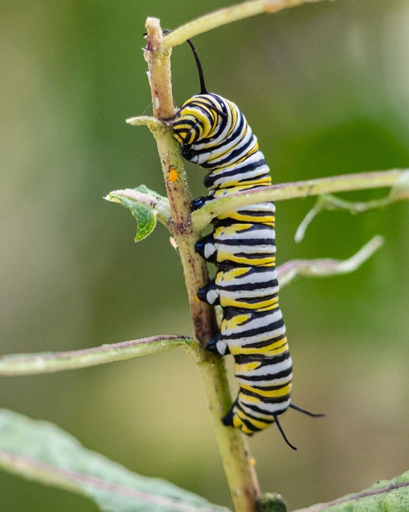 Monarch Butterfly Caterpillars