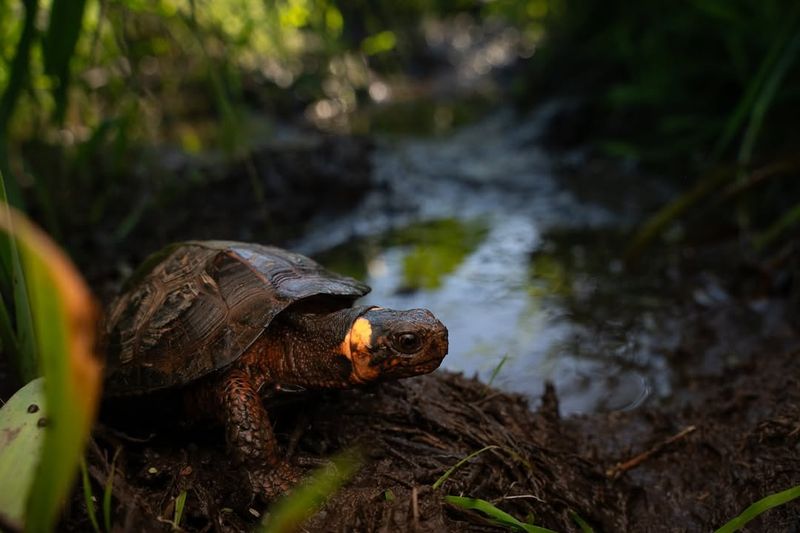 Bog Turtle