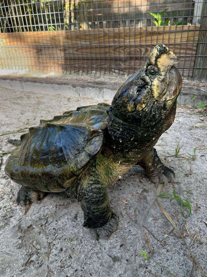 Alligator Snapping Turtle