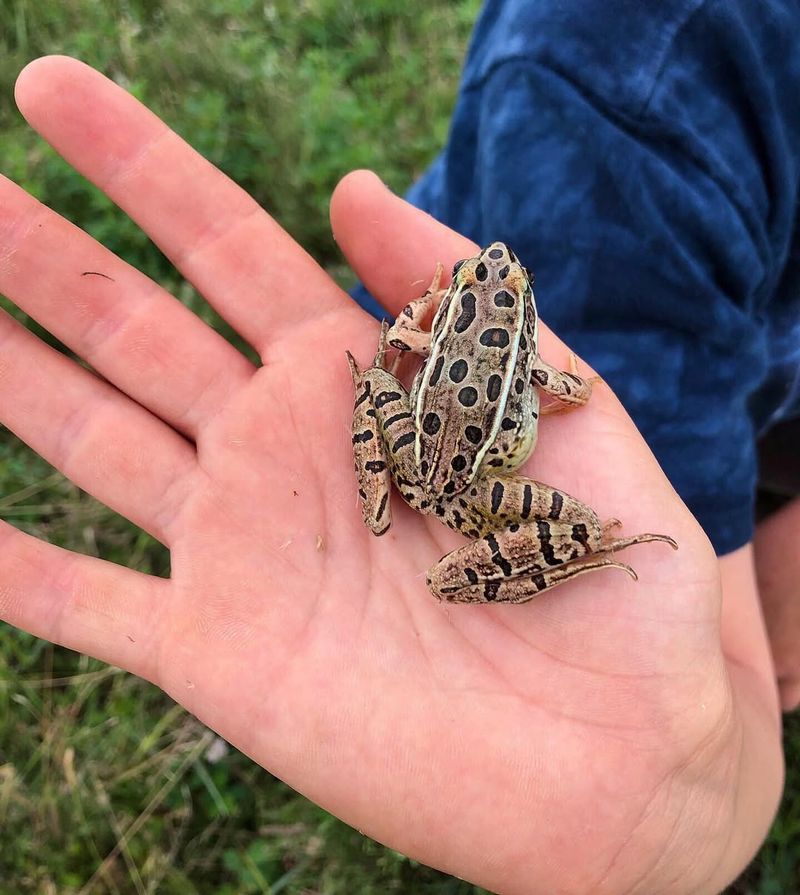 Leopard Frogs