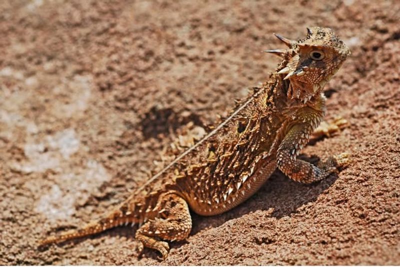 Horned Lizards
