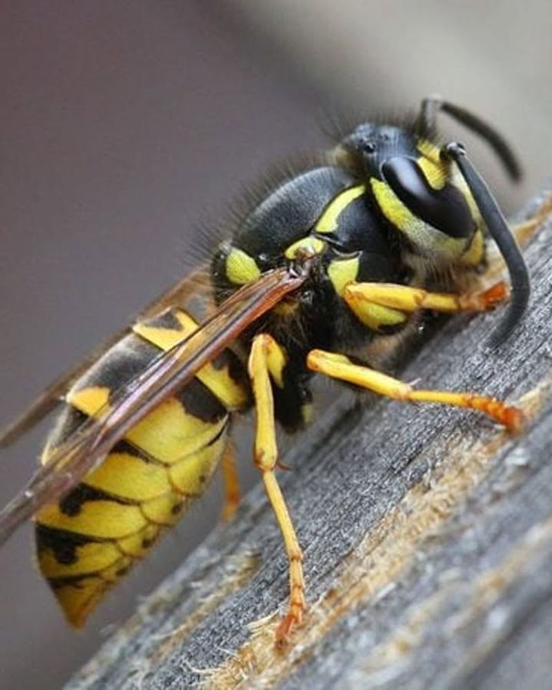 Yellow Jacket Wasp