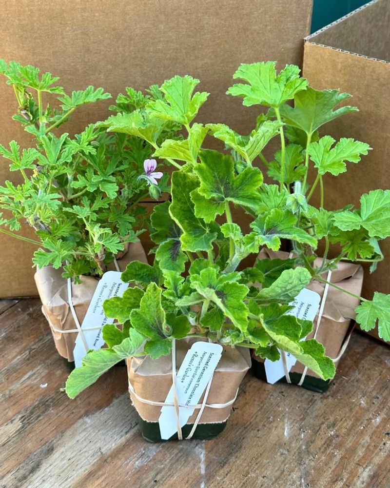 Multiple Citrus Varieties To Choose From