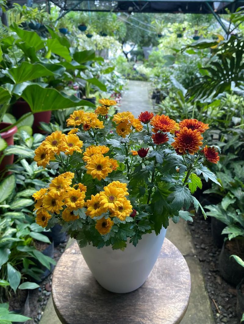 Planting in Poor-Draining Soil