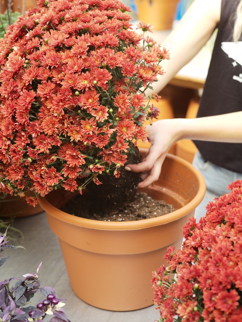 Planting In Containers Without Winter Care Plans