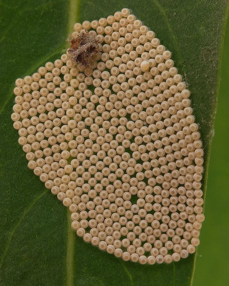 Measure The Size Of Eggs