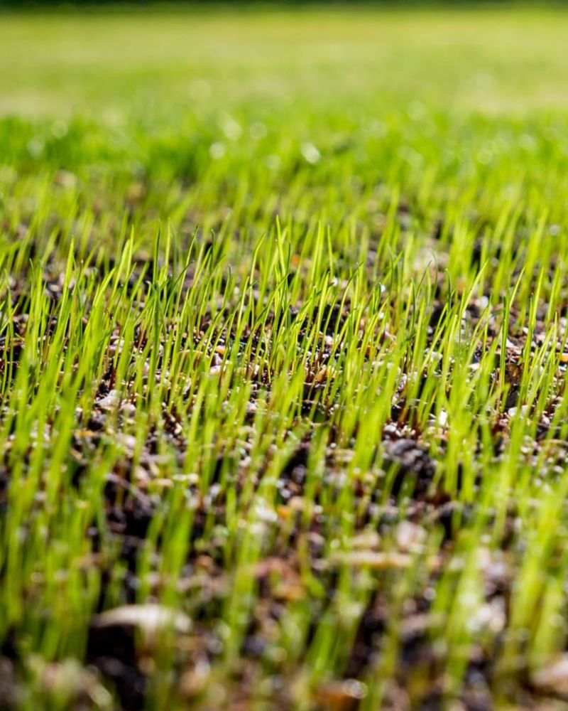 Germination Takes Longer In Cooler Weather