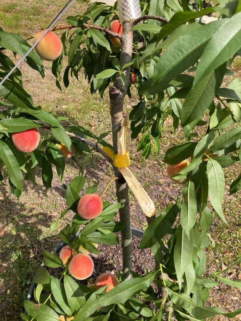 Fruit And Flowers Belong To The Tree Owner