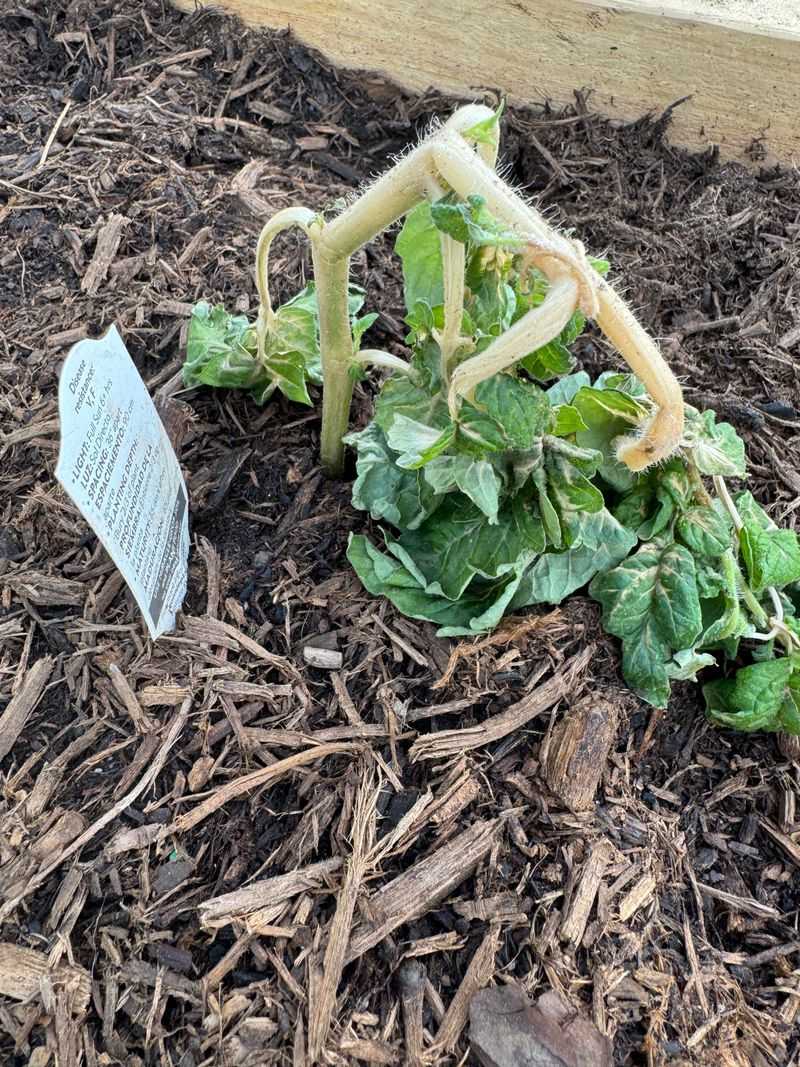 Transplant Shock Becomes More Severe