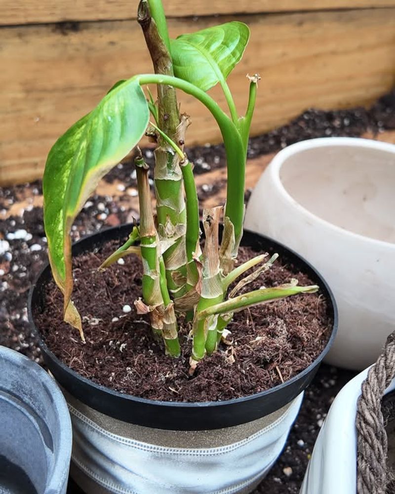 Natural Leaf Aging Process