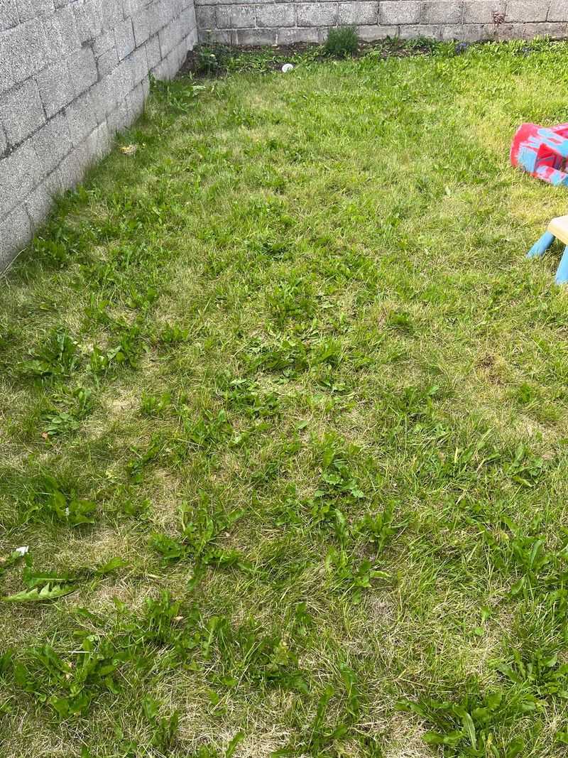 Unwanted Weeds Taking Over Your Space