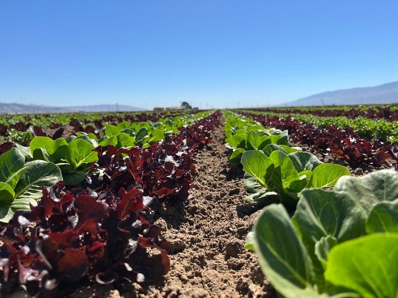 Multiple Varieties Thrive Together