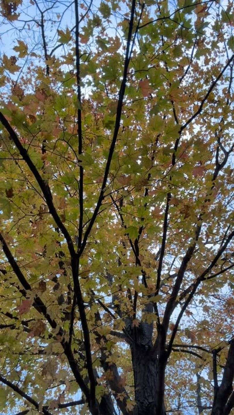 Leaf Clumps From Storm Debris