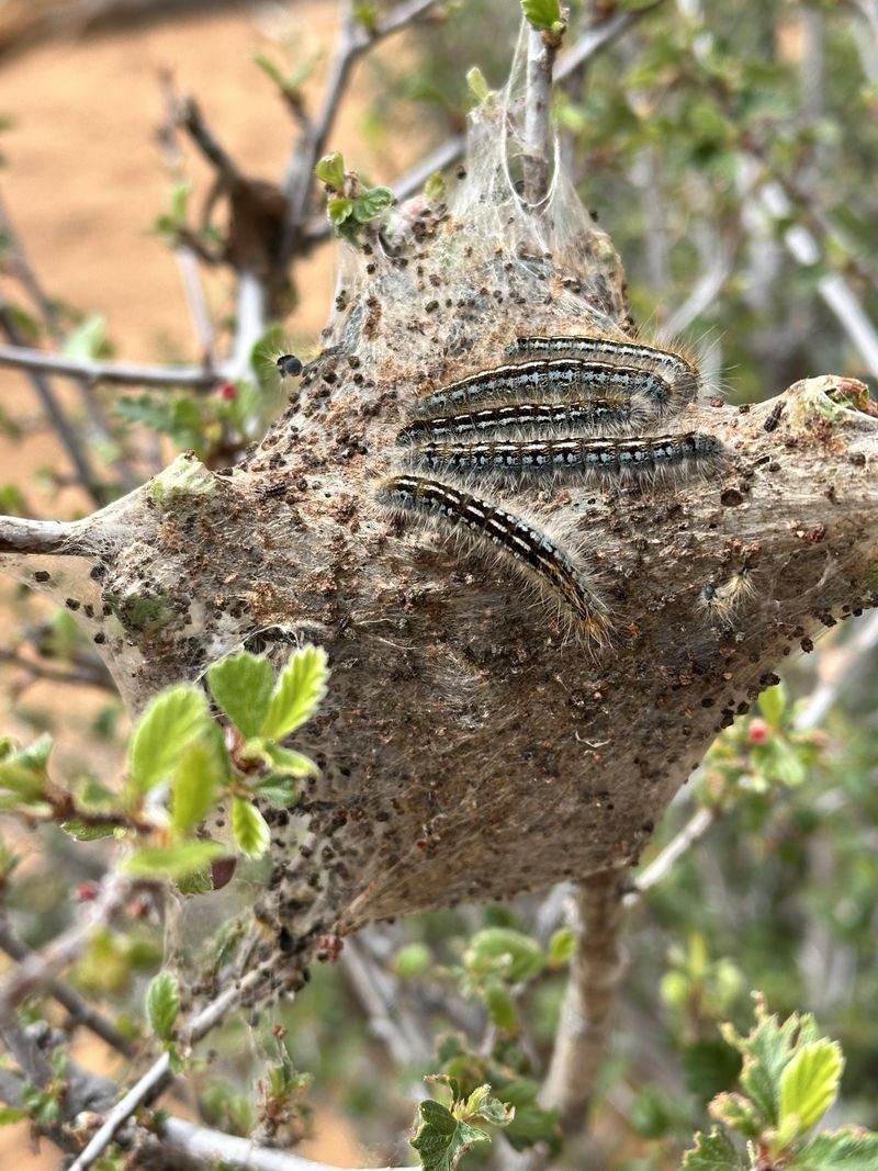 Leaf Nests Made By Caterpillars