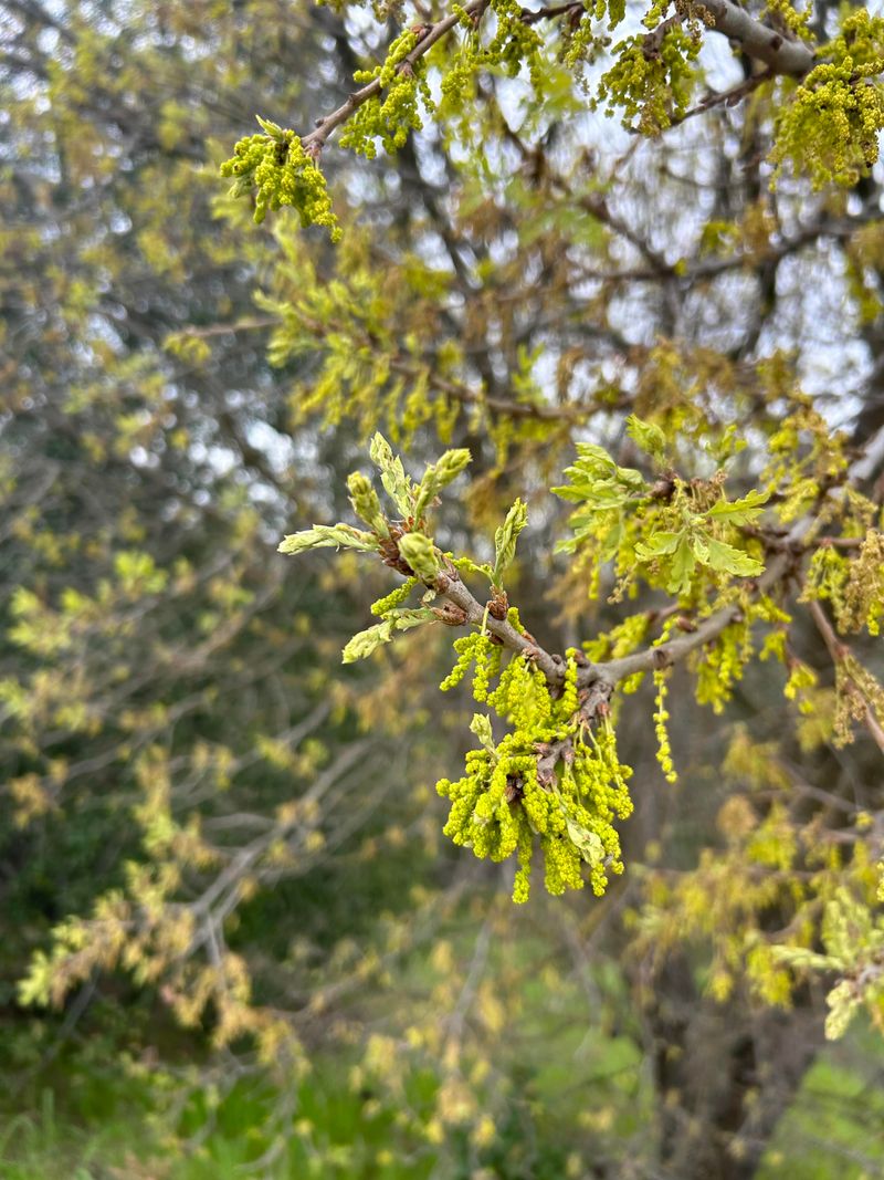 Perfect Spring Weather Boosted Acorn Production