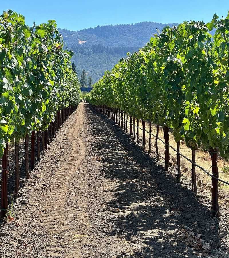 Grapevines And Rootstock