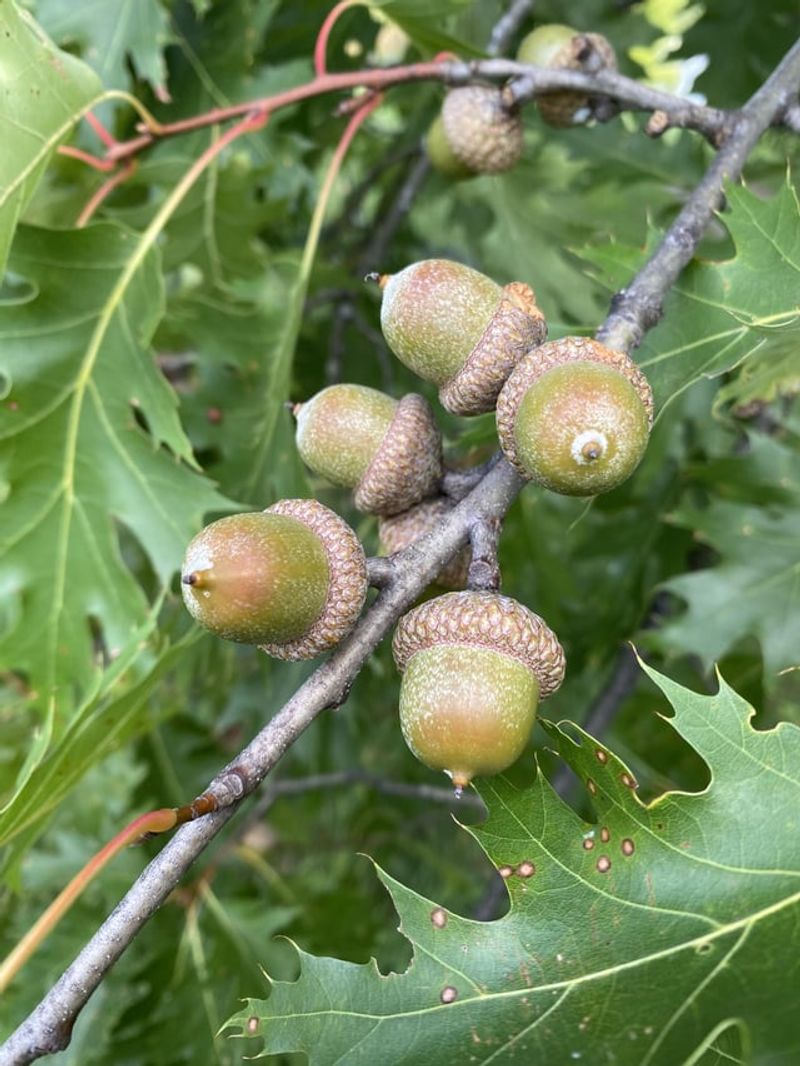 Last Year's Mild Winter Boosted Tree Energy