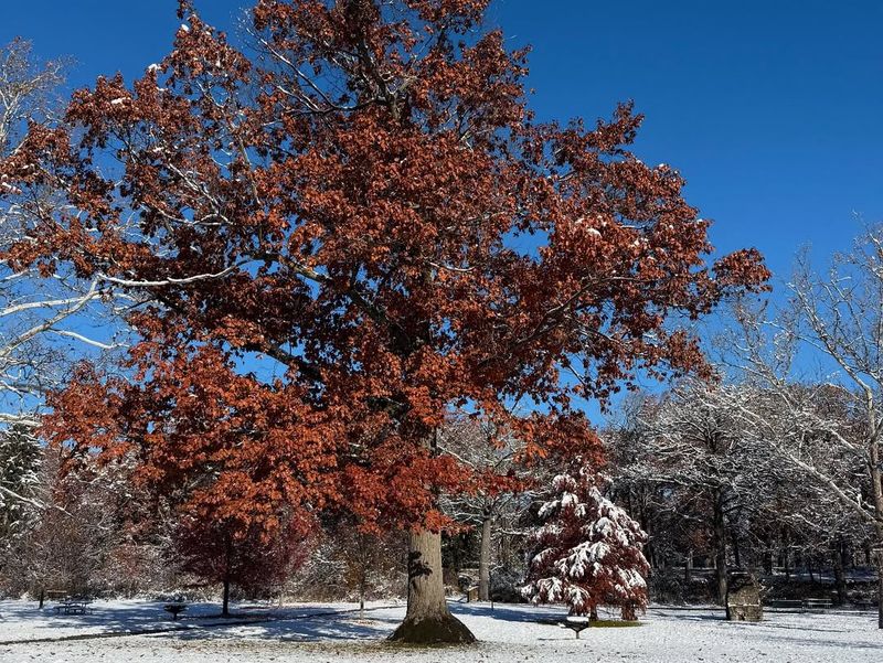 Mild Winter Helped Trees Store Extra Energy