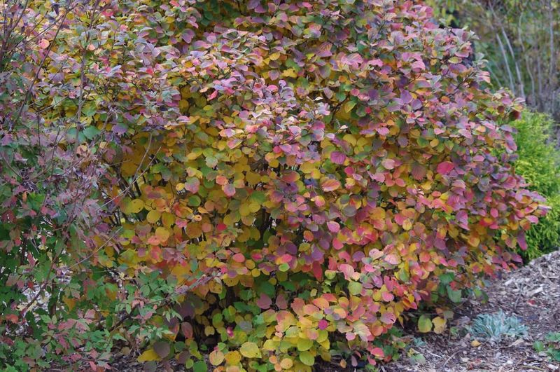 Fothergilla