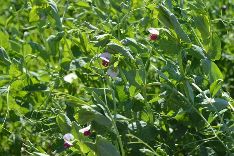 Field Peas