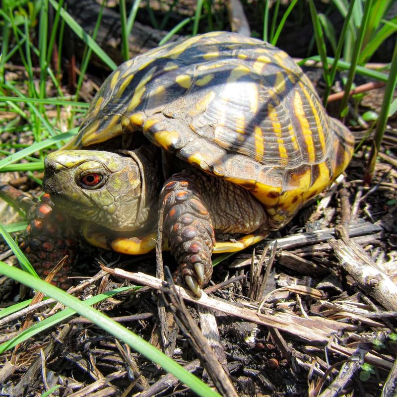 Identify The Species If Possible