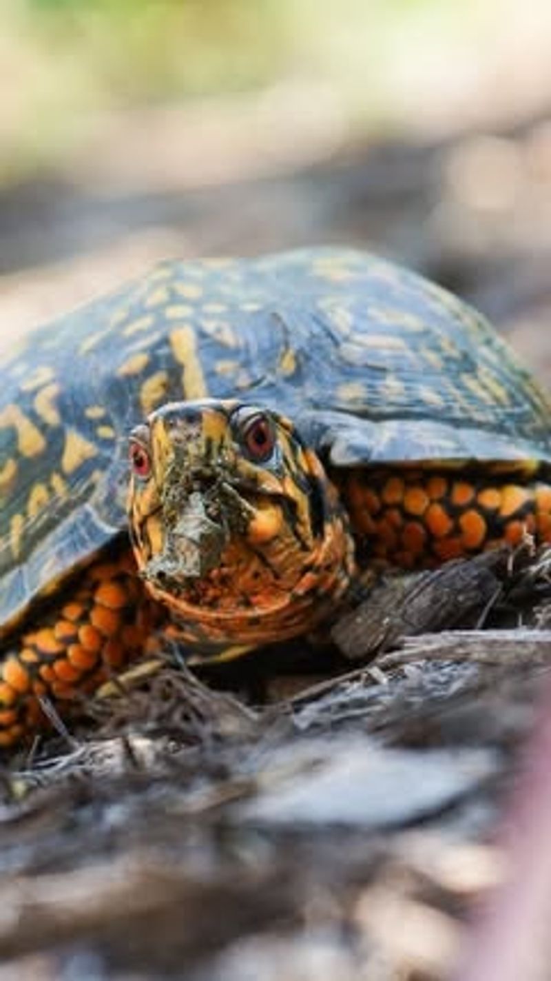 Identify The Species If Possible