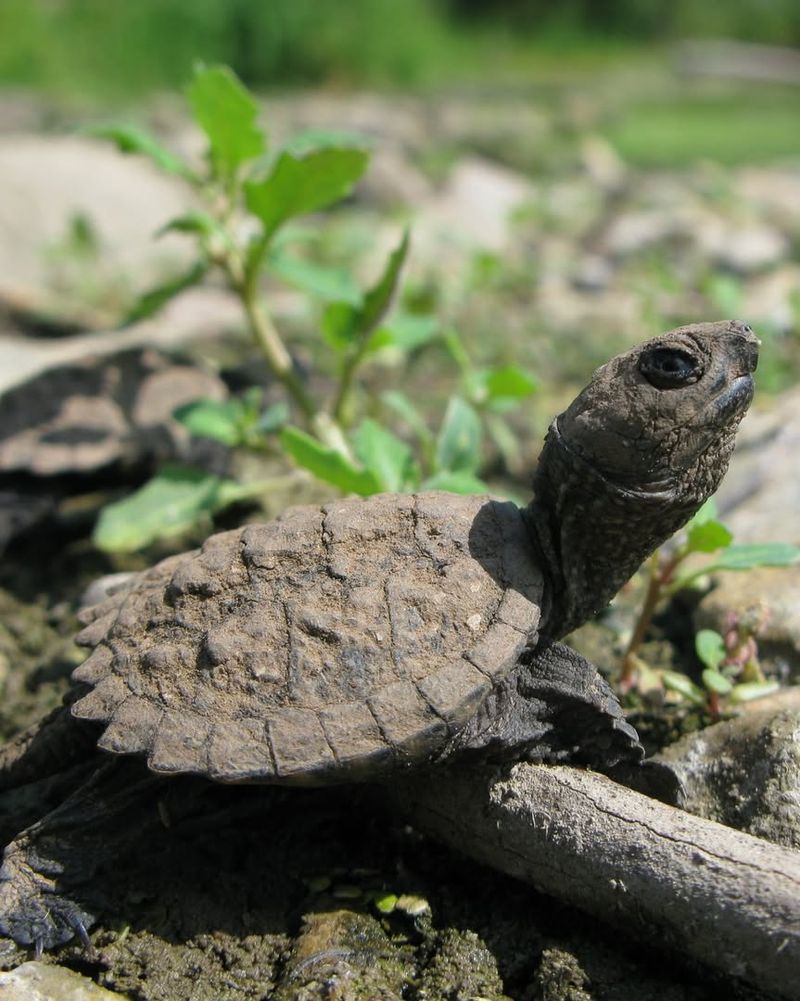 Identify Whether It's A Native Species