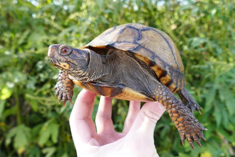 Identify The Species If Possible